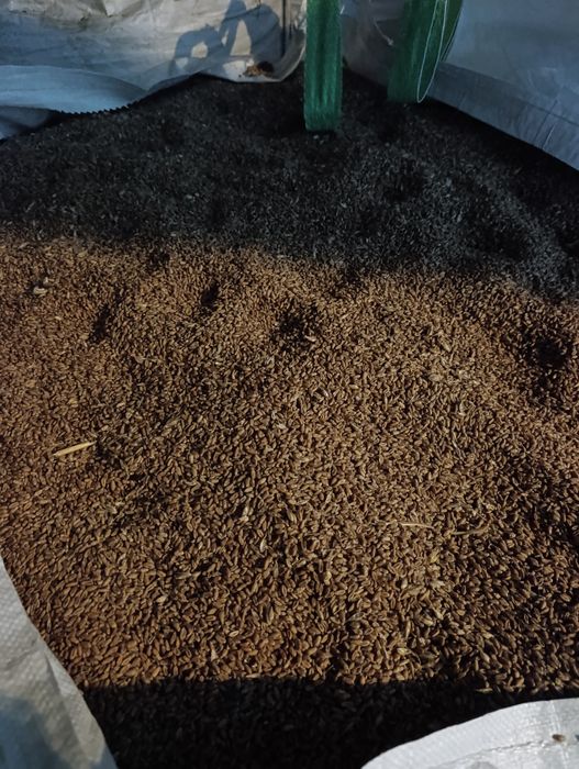 Sprzedam Pszenicę Jarą!!