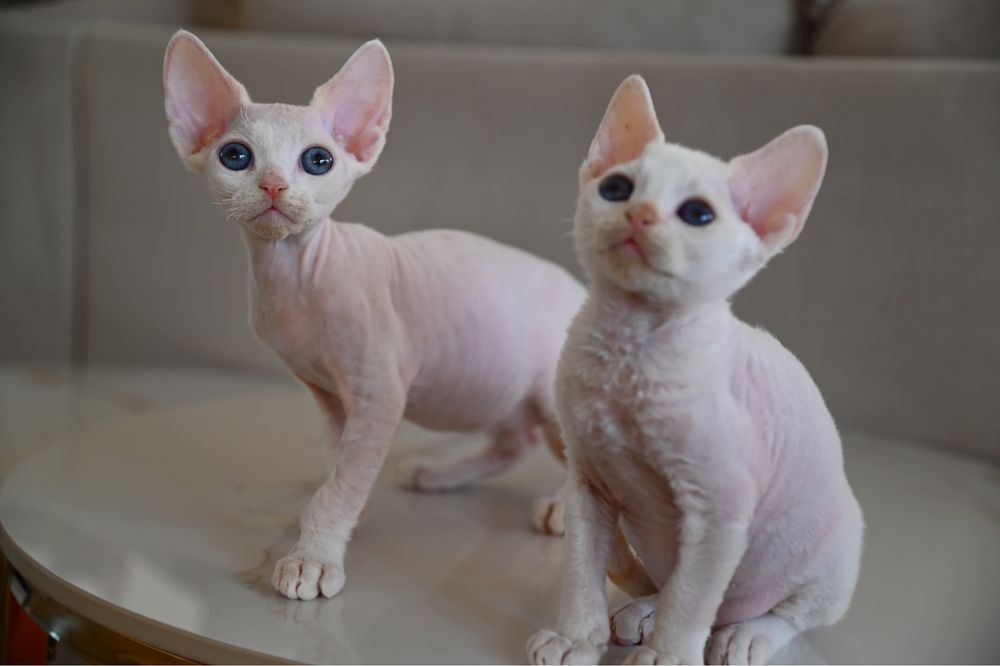 Kocurek Pixel Devon Rex
