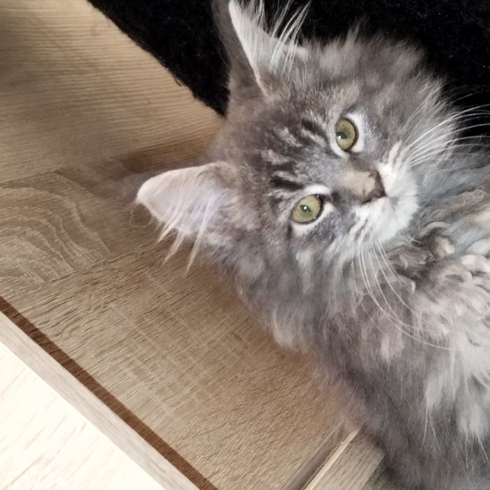 Kocurek niebieski Maine Coon