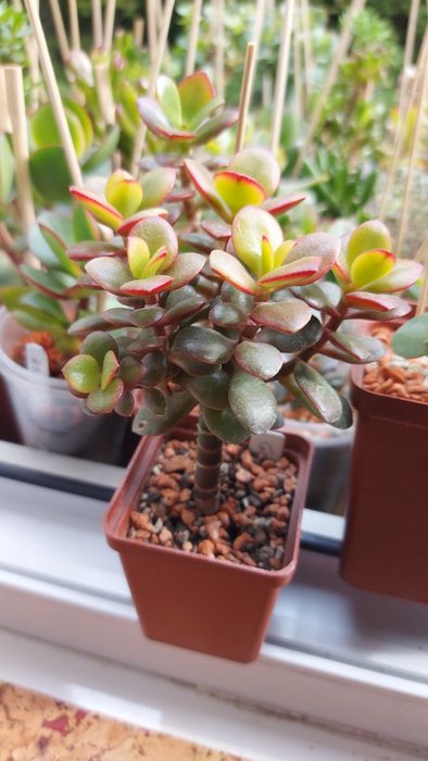 Мирт цветущий на штамбе под бонсай.