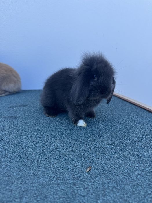Coelhos anões com 2 meses