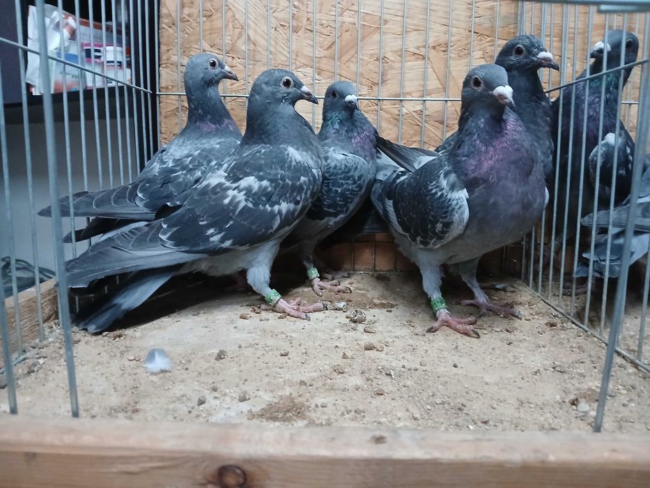 młode późniejsze gołębie pocztowe