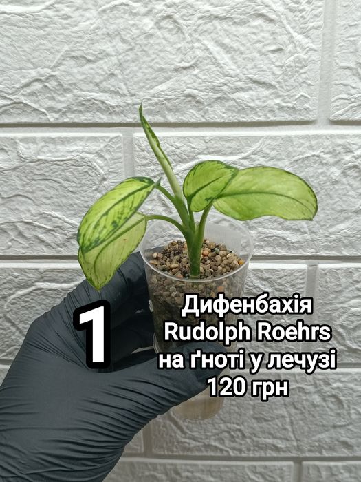 Диффенбахии на фитиле