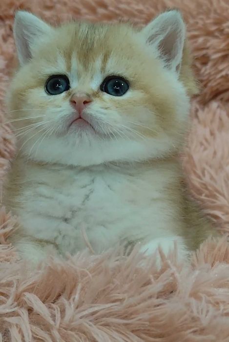 Gatinho Scottish Straight Golden