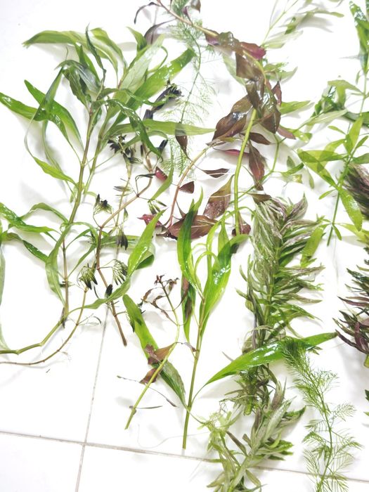 Plantas para aquário