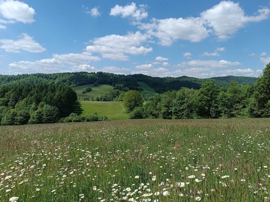 Działka rekreacyjna - Wujskie k. Sanoka, widok na Bieszczady