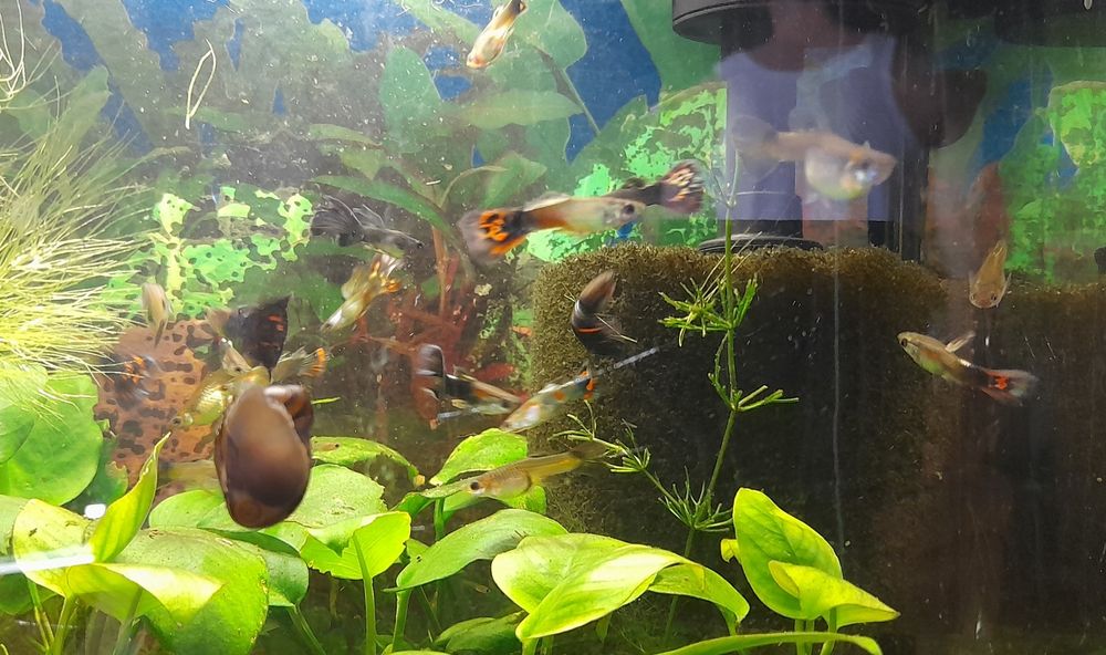 Аквариумные рыбки  гуппи