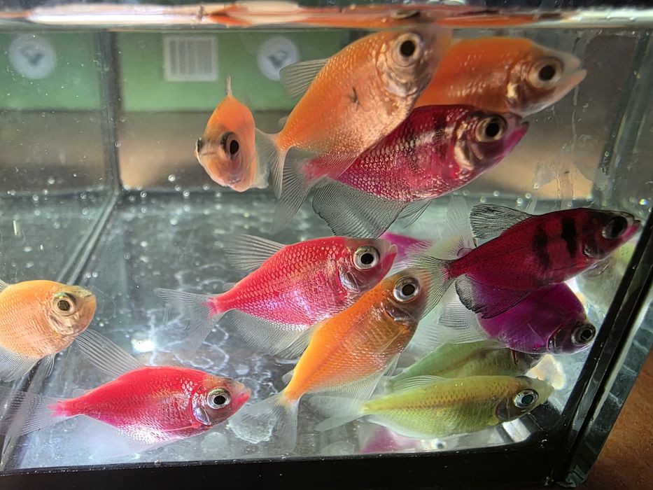 Tetra - Żałobniczka