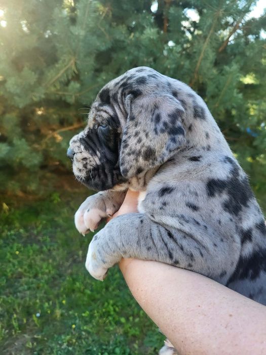 Dog niemiecki FCI ( zkwp)