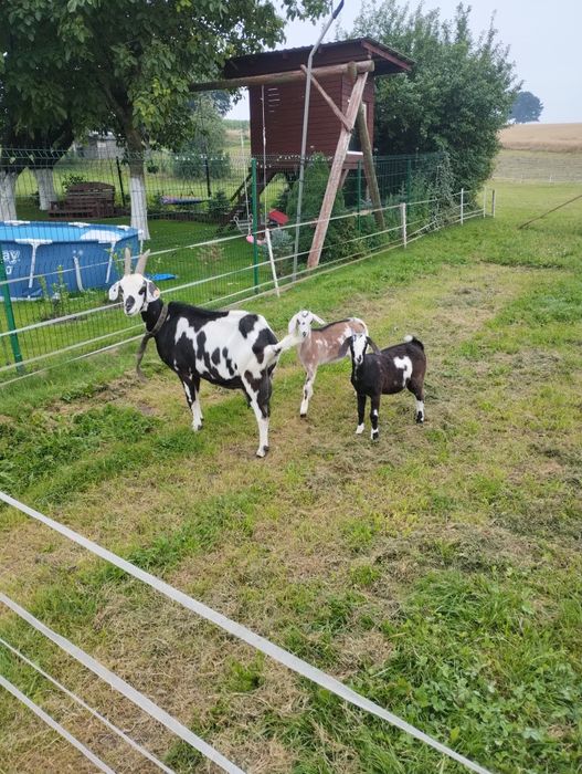 Mlode Kózki 75 % anglonubijskie