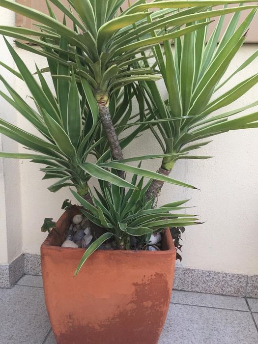 Planta em vaso de barro