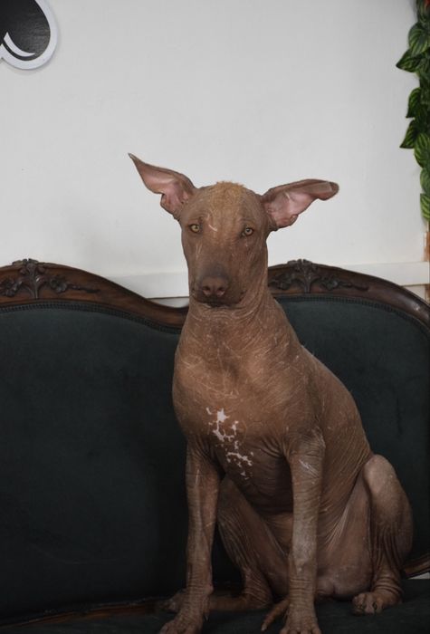 Cão Sem Pelo do Mexico ( Mexican Hairless Dog)