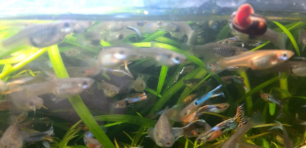 Guppys endler blue gold cauda de lira.