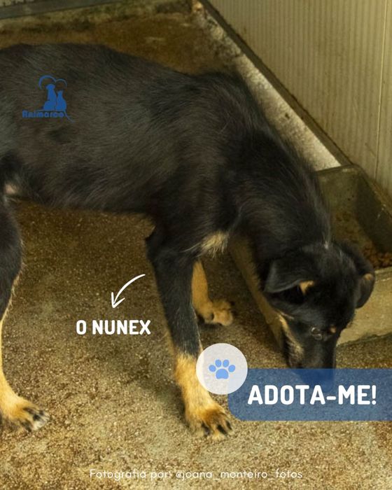 Nunex - cao porte medio para adoção