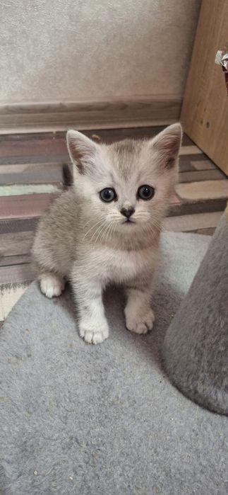 Шотландске кошеня, хлопчик