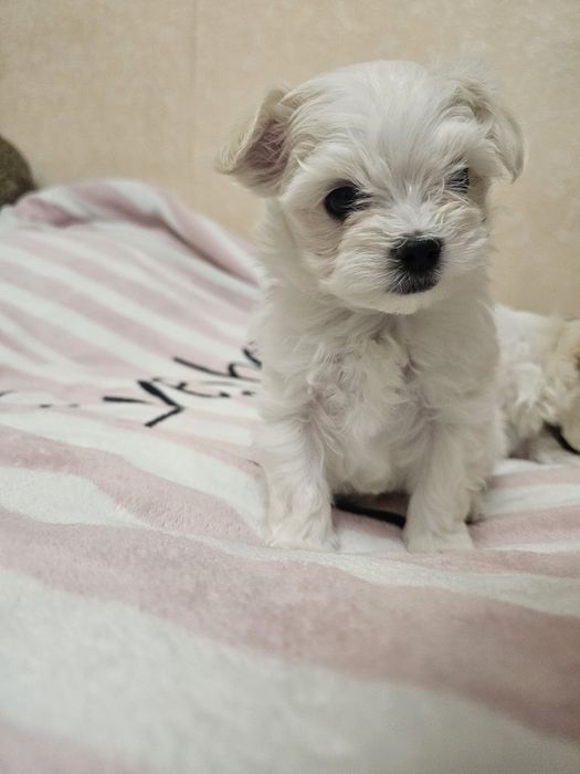 Хлопчики мальтезе!