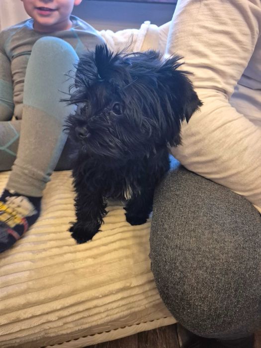 Sprzadam yorvzka black rodowodowy