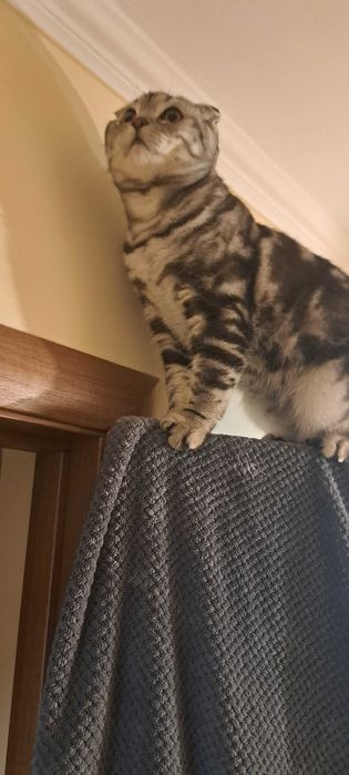 Кіт на вязку окрас мрвмор чорний на серебрі родовід WCF,мед.тести