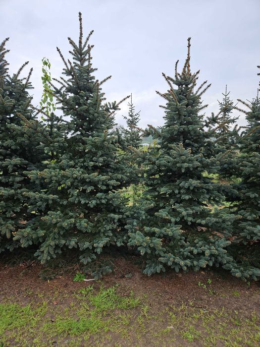 Świerk Sosna Jodła Cis duży wybór Liściaste do wys. 5m dowóz sadzenie