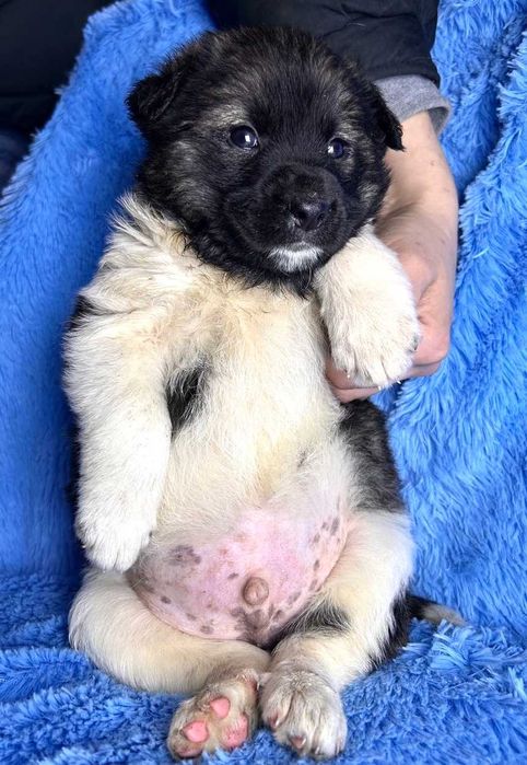 Тайсон - Самый Лучший Пес