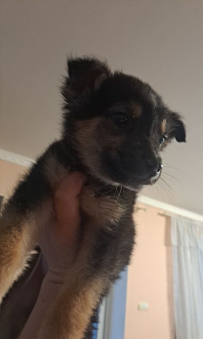 Цуценя хлопчик ,орієнтовно 1.5 місяця