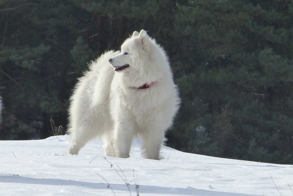 Samoyed / samojed szczeniak FCI ZKwP 2026 Wildness Siberian ... Myszków ...