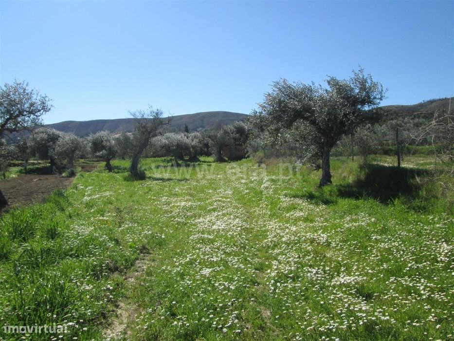 Quintinha T1 / Fundão, Telhado — Telhado, Castelo Branco