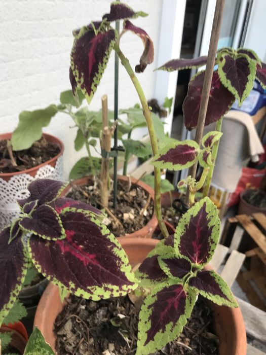 Plantas em vaso valor unit