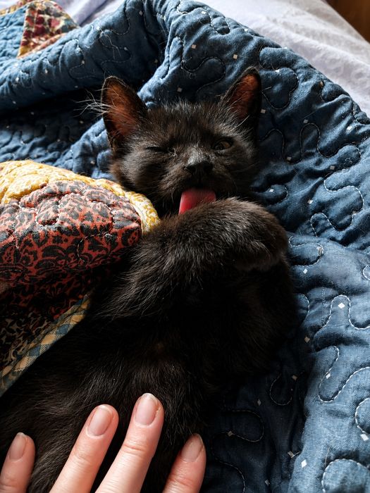 Кошечка около 3х месяцев