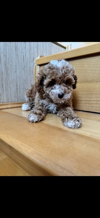 Хлопчики мальтіпу