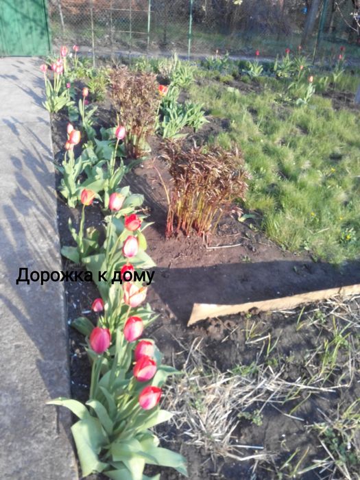 Продам два  приватизированных  земельных участка на одном участке доми