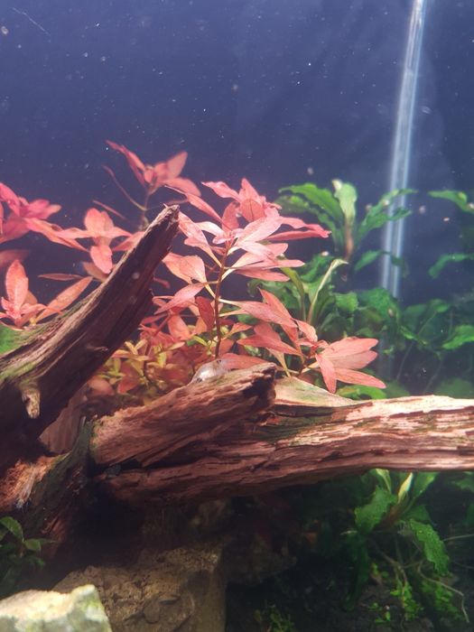 Akwarium 19 l z roślinami i krewetkami