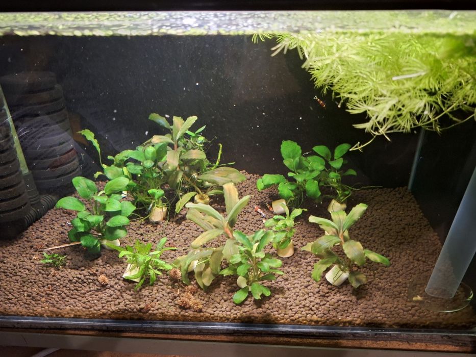 Akwarium z krewetkami