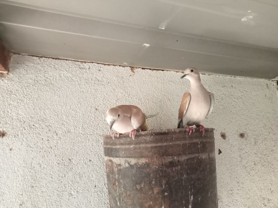 Rolas risonha de 2024