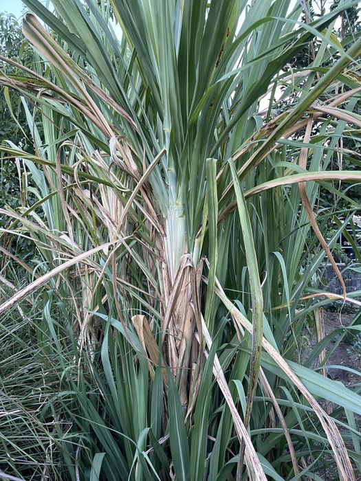 Planta de cana de açúcar