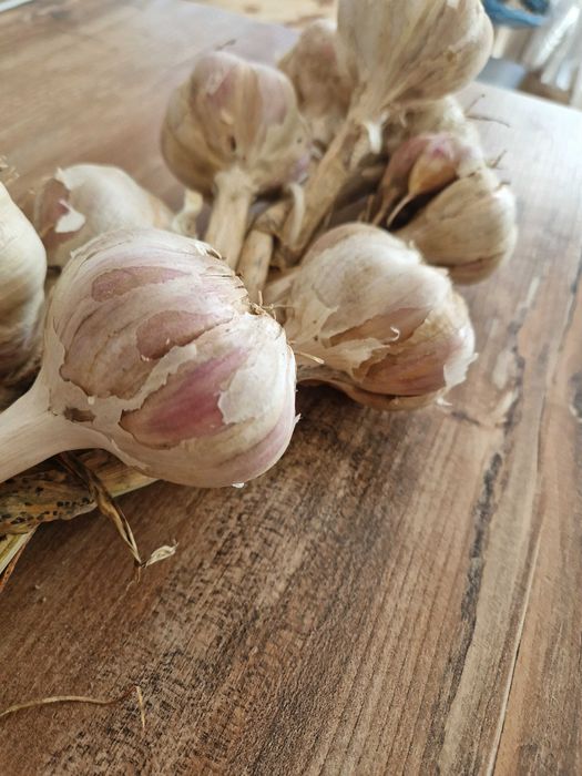 Czosnek z domowej uprawy