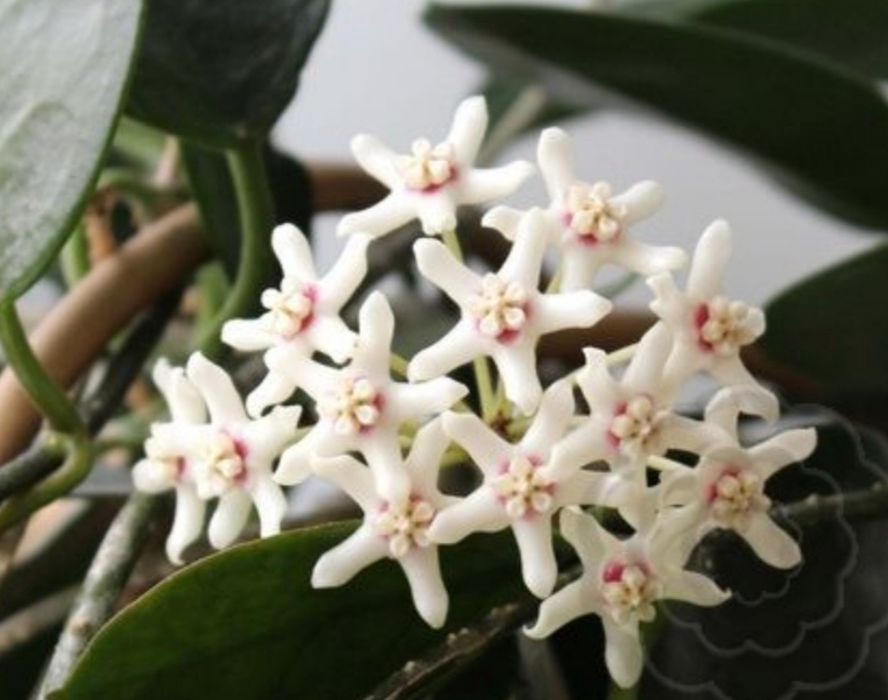 Орхидея B.Tuberculata×C.Dowiana;хойя Аустралис-250