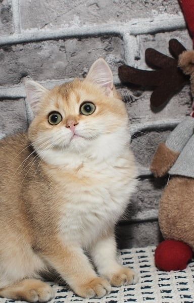 Для бронювання чарівна золота Британочка