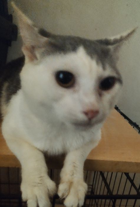 6 gatinhos para adopção responsável
