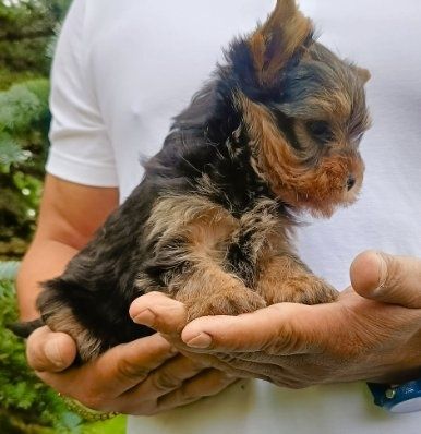 Yorkshire terrier  Piesek