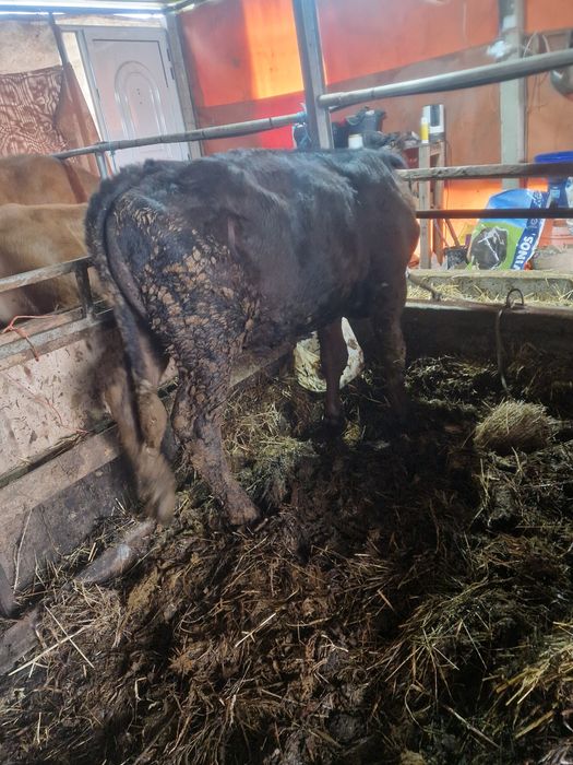 Vitelo cruzado de limusine