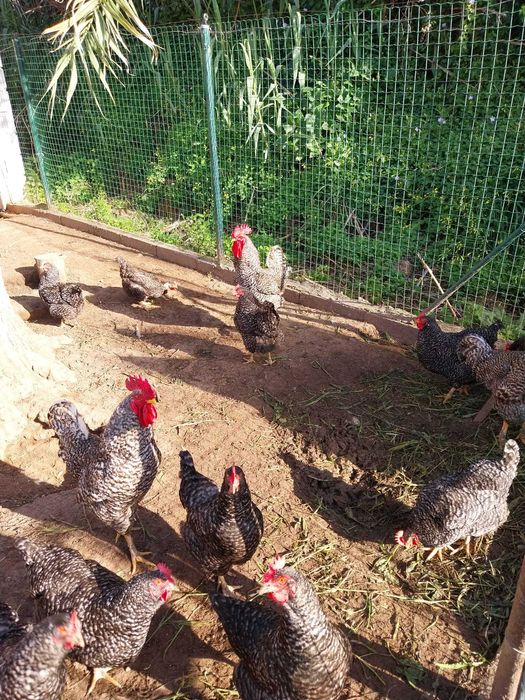 Galinhas de raças autóctones