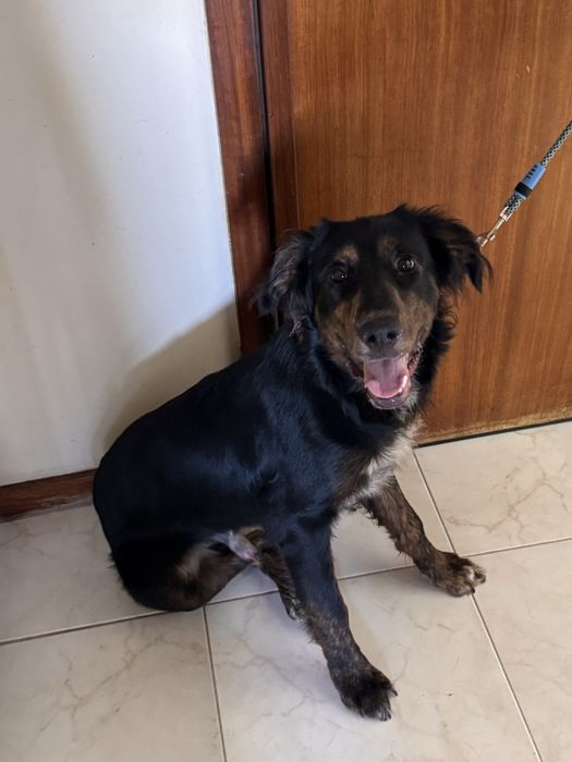 Cão 8 meses  para adoção