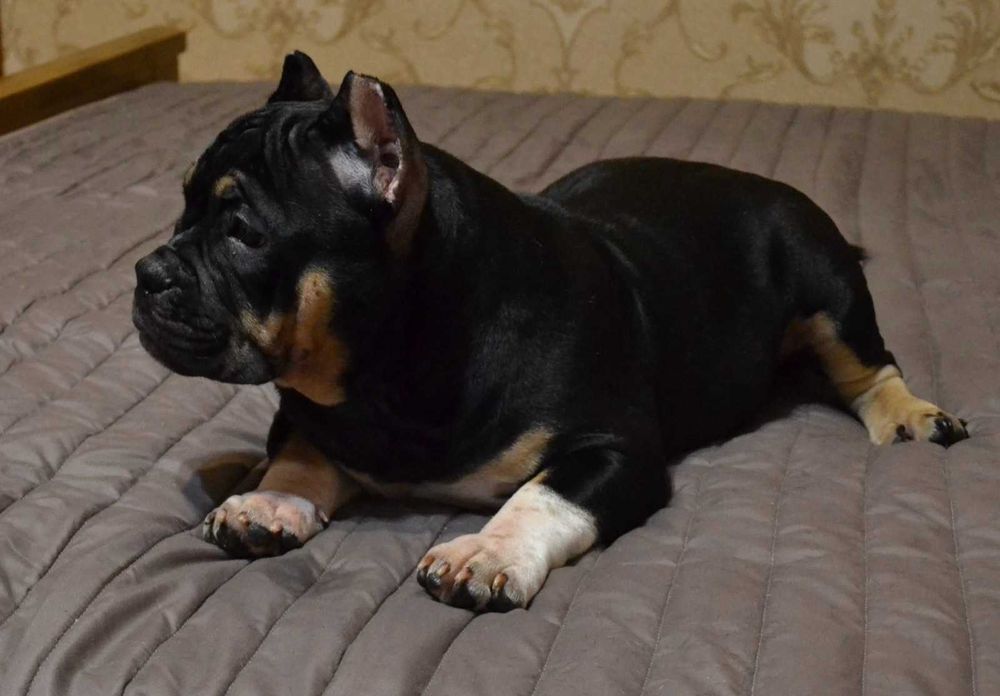 Атлетичний хлопчик Американського Буллі у пошуках нової сімї