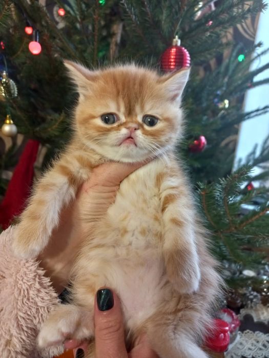 Дівчинка екзотична короткошерстна