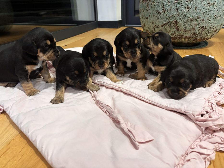 Szukamy domu - w dobre rece. Szczeniaki … Beagle :)