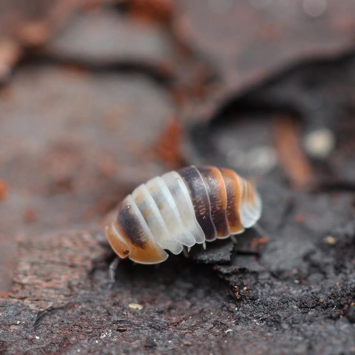 Cubaris Sp. “White Sharks” izopody isopody 10szt