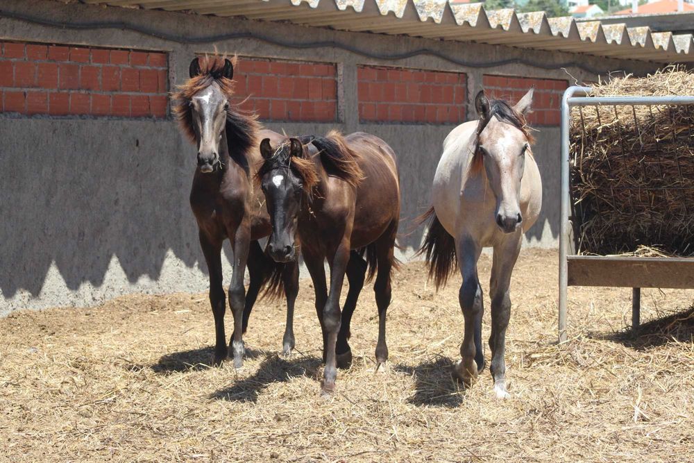 3 poldros e 3 poldras Lusitanos