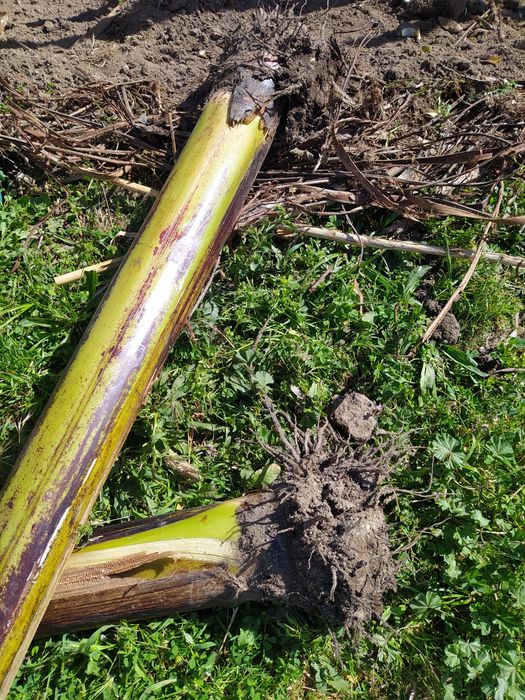Bananeiras envasadas enrraizadas