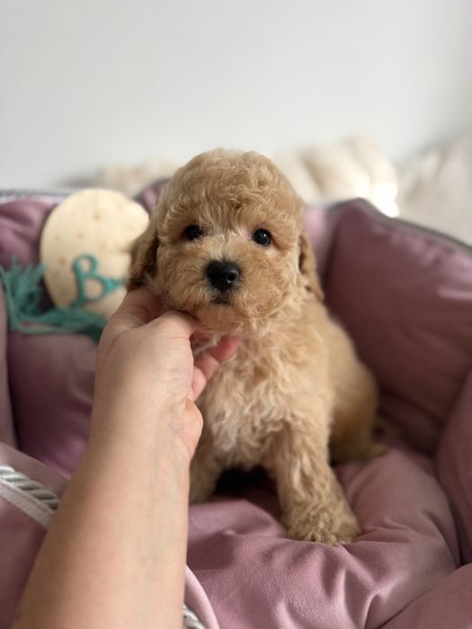 Maltipoo piesek gotowy do odbioru